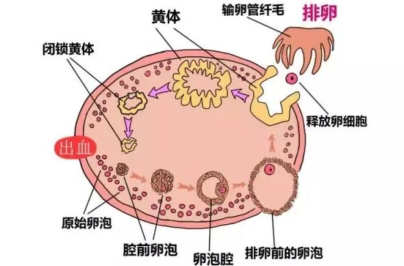 胚胎移植后出血的原因是什么？