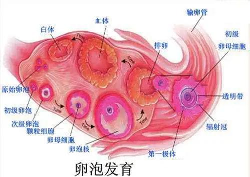 二代试管失败后有冻囊胚能转三代吗，成功率多高？