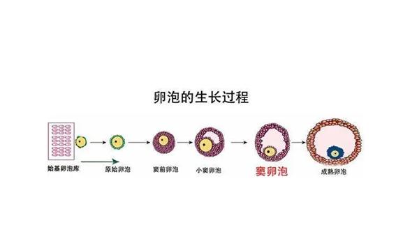 窦卵泡的检查为什么要在月经期的1-5天检查？