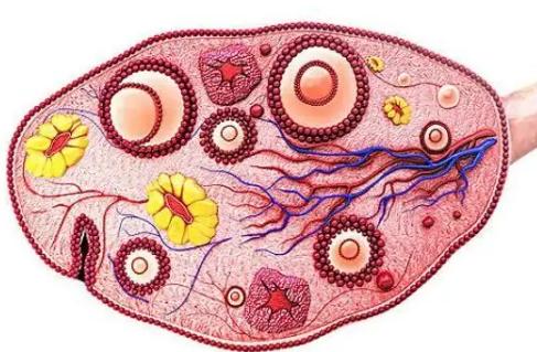 双侧卵巢有14个卵泡是正常情况还是多囊？