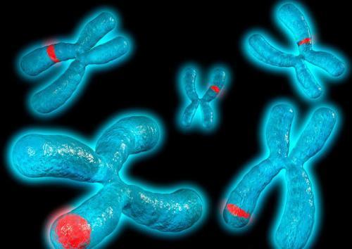 发现13、14号染色体罗氏易位，导致原因分别是什么？