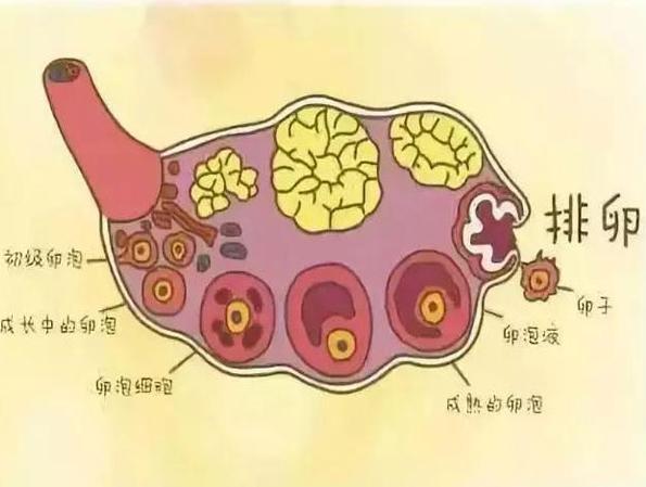 优势卵泡到成熟卵泡需要多久? 卵泡发育过程详解