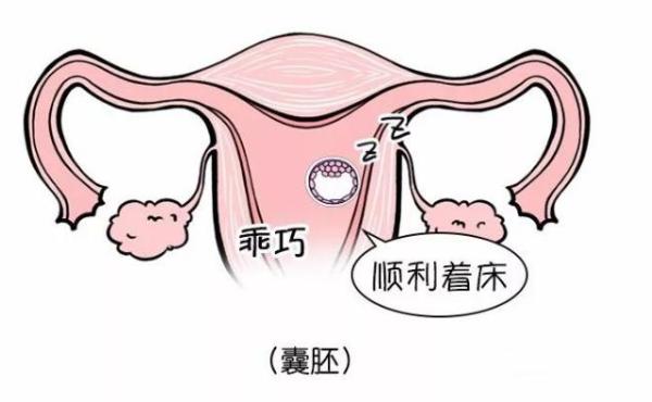 0pn胚胎发育和囊胚移植的风险有哪些？