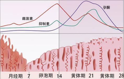 做试管婴儿时雌激素低应该怎样进行调理？