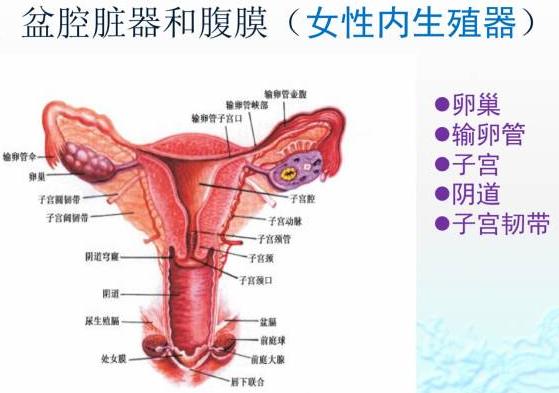 轻度盆腔炎调养后可以做试管婴儿生孩子吗？需要进行哪些检查和治疗？