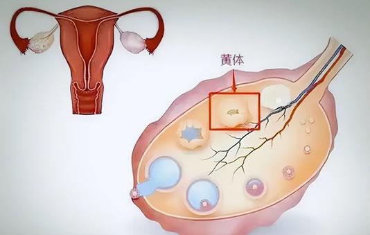 卵巢黄体不足做试管长方案和微刺激促排哪个成功率高？