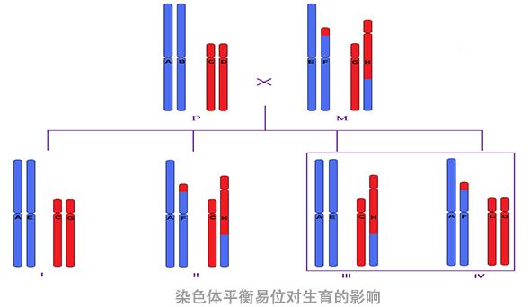 染色体平衡易位做试管担心失败包成功的套餐靠谱吗？