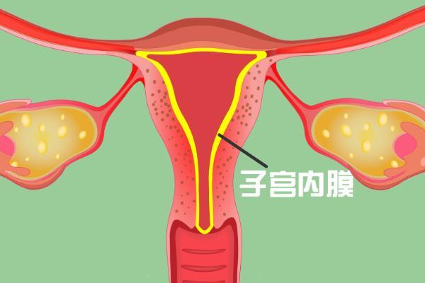 子宫内膜薄会影响试管婴儿的成功率吗？该如何补内膜呢？