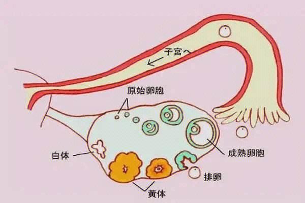 不排卵在海南做试管婴儿成功率高的医院是哪家？