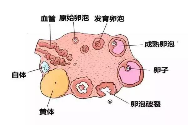 卵泡发育不成熟在马来西亚做试管婴儿能成功吗？