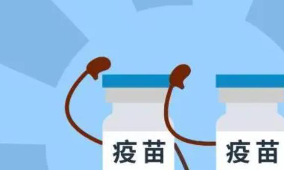 接种新冠疫苗期间是不是不能吃消炎药？