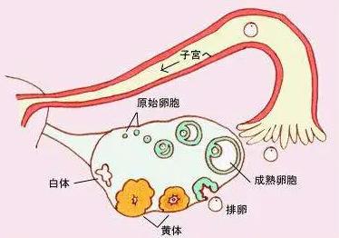 去泰国做试管对卵泡有什么要求？不排卵促排有用吗