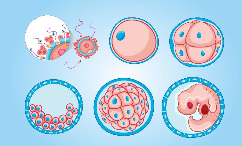 试管婴儿胚胎级别是怎么划分的?划分为10.9.8级?