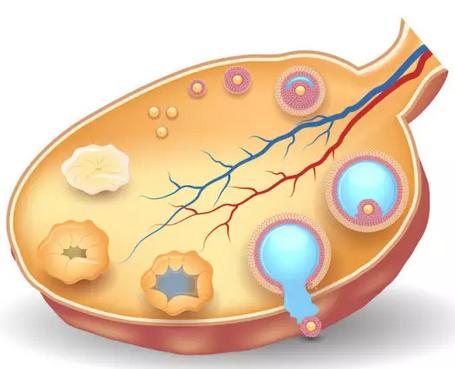 卵泡发育不好怎么办 ，比较新相关问题答疑汇总