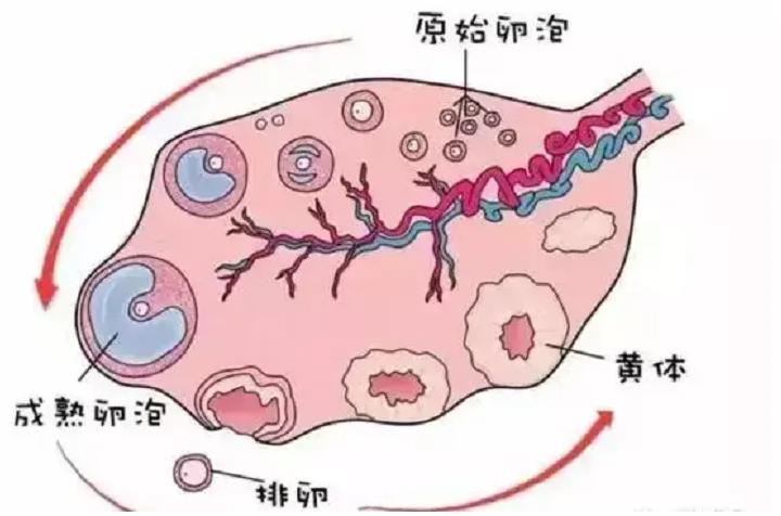 月经结束多久卵泡开始发育，帮你找到好时机