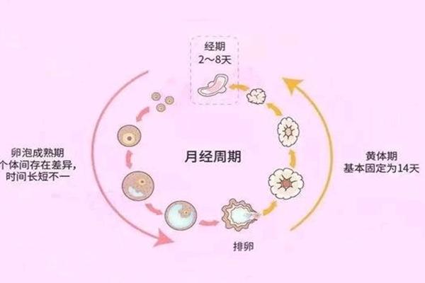 黄体期怎么促排？一分钟让你了解黄体期促排方案