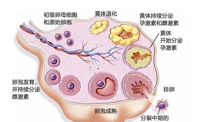 试管超长促排方案，对排卵并没多大影响