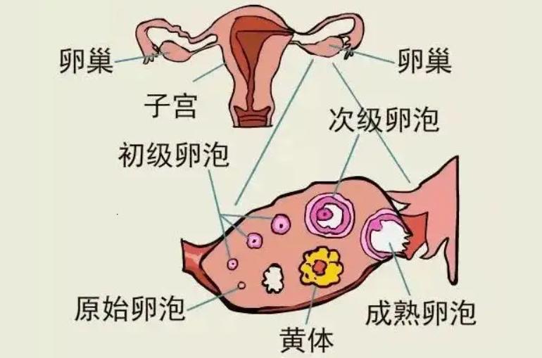 打降调针后卵泡大小不一样，这些原因会导致卵泡发育不均衡