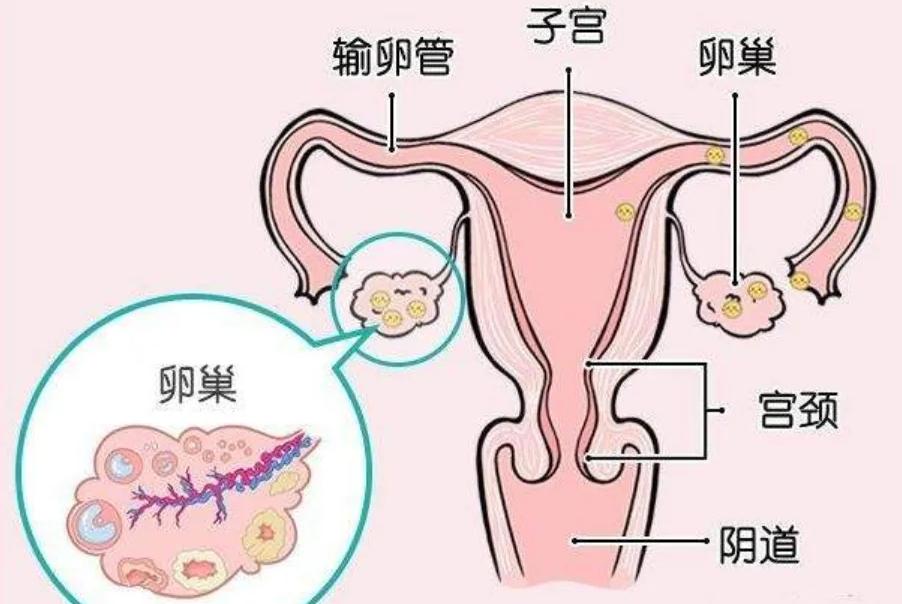 只有两个卵泡做试管的成功率有多高？取决于卵子质量