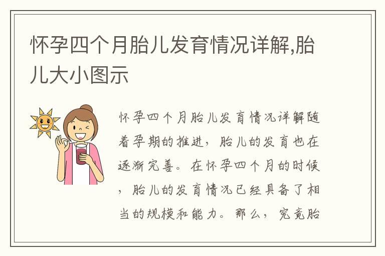 怀孕四个月胎儿发育情况详解,胎儿大小图示