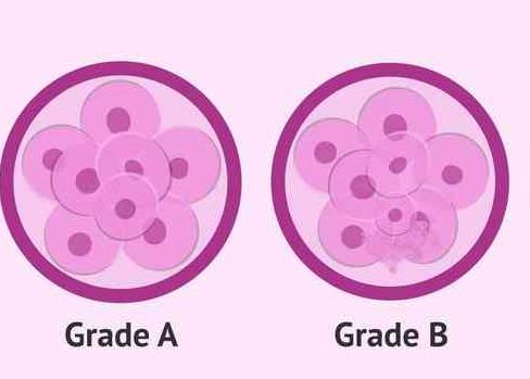 胚胎的等级判断标准是什么，胚胎三种质量级别评判标准一览