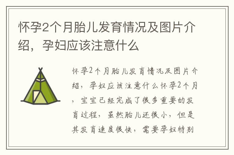 怀孕2个月胎儿发育情况及图片介绍，孕妇应该注意什么