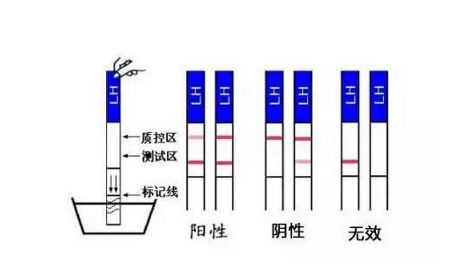 想要快速怀孕 首先了解排卵迹象