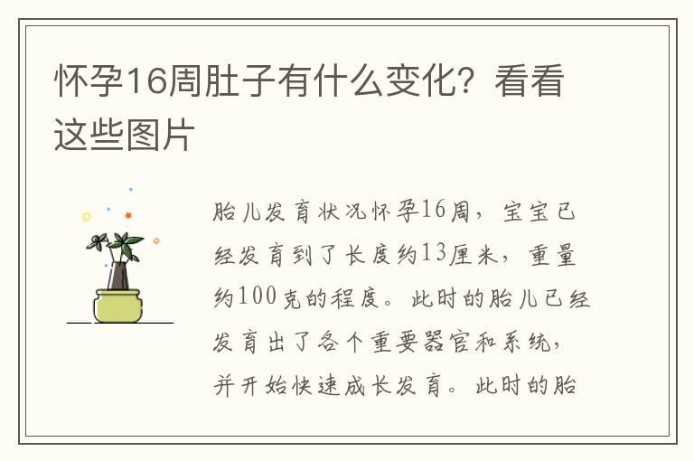 怀孕16周肚子有什么变化？看看这些图片