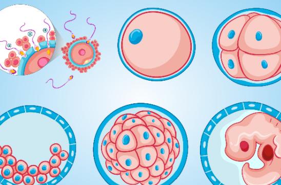 胚胎质量好的表现有哪些？要从这三个方面来看