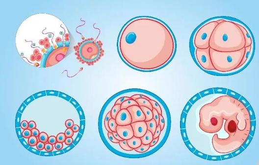 试管婴儿胚胎评分标准大解密：如何助孕比较健康的生命？