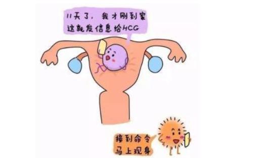 宫外孕什么时候打胎比较安全？看完这篇才知道