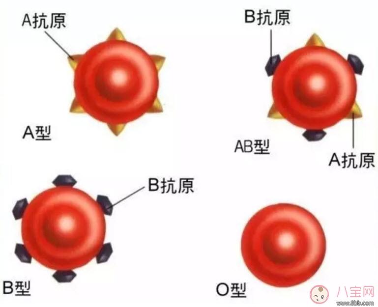 孕妇为什么要验血型 哪些孕妇需要确定血型