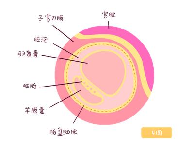 有卵黄囊胎停的几率小.png