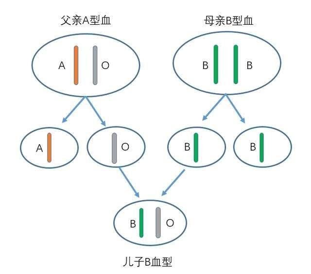 血型阳性会遗传吗.jpg