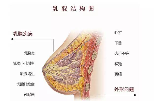 怀孕会引起乳腺疾病吗.jpg