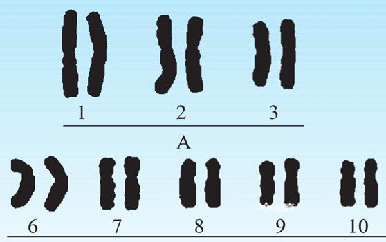 孩子长相由23对染色体共同决定