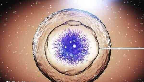 卵母细胞异常会影响精子进入