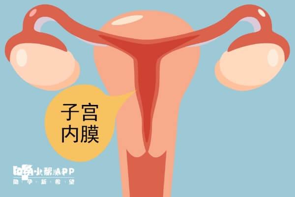 子宫内膜在8至12mm最适合胚胎着床发育