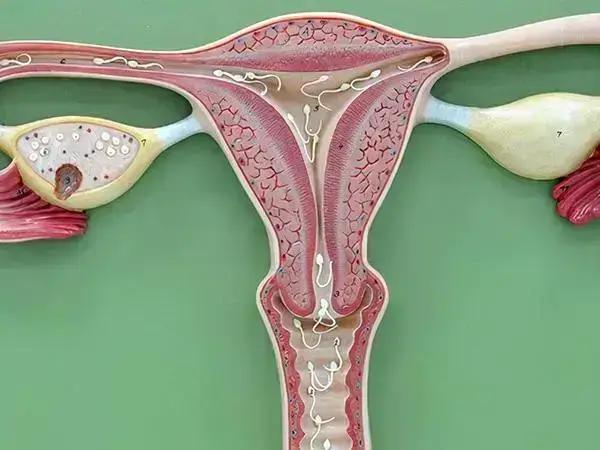 子宫内膜薄不利于胚胎着床发育要增厚