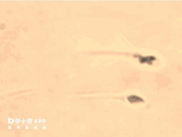 a级精子b级精子成活率不合格会导致不育