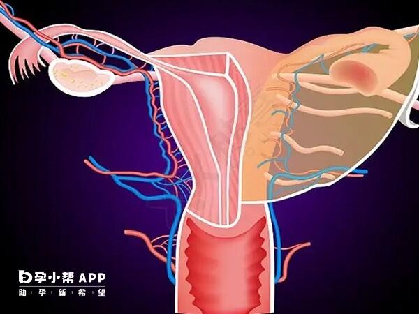 单角子宫容易流产要积极保胎